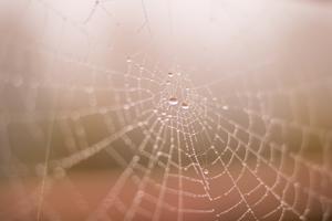 Araknofobi behandling og spindelvæv