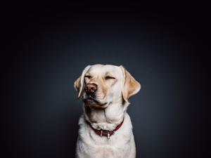 Reaktion når man ikke er angst for hunde